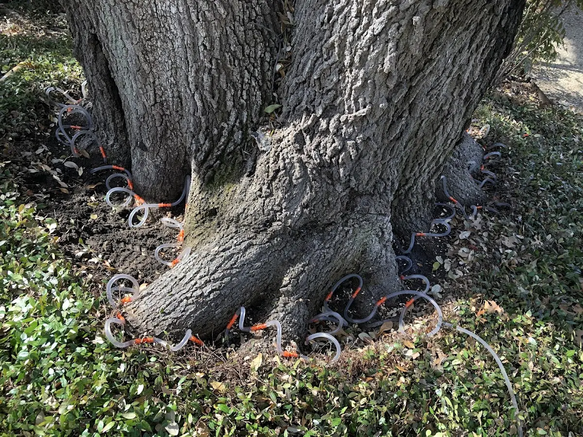 Detailed Tree Cabling and Bracing job site in Kingsley