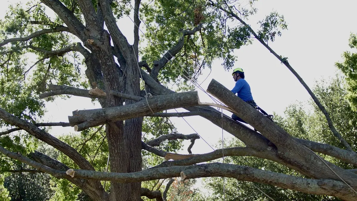 Professional Hazardous Tree Removal performed by certified arborists in Kingsley