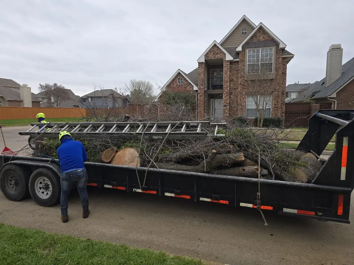 Expert Tree Removal with proper safety equipment in Kingsley